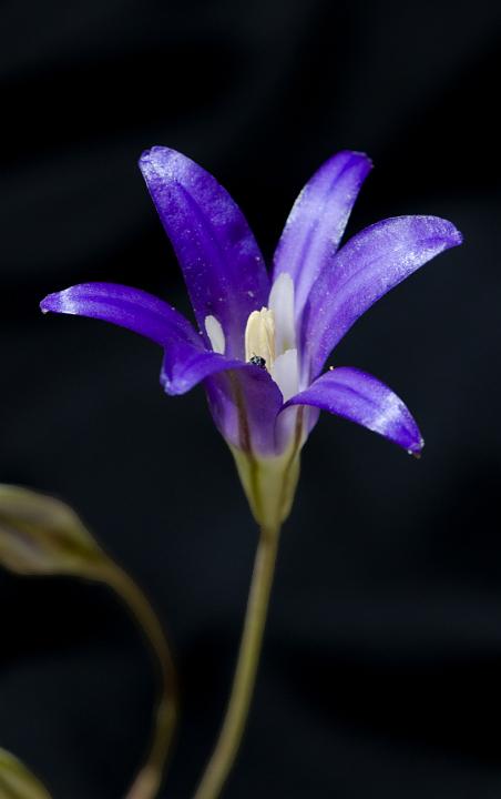 Elegant Brodiaea, Brodiaea elegans.jpg